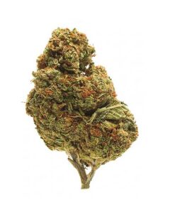 Lemon Cherry Gelato