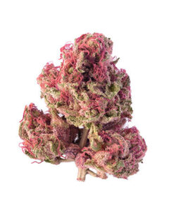Pink Kush
