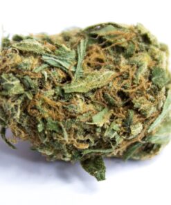 Mr Nice Guy Weed Strain