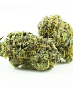 White Truffle Strain