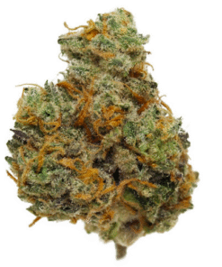 Horchata Strain