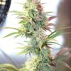 Buy OG Kush Autoflowering Online in Massachusetts
