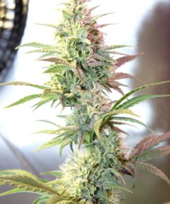 Buy OG Kush Autoflowering Online in Massachusetts