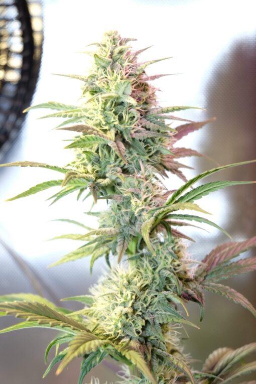 Buy OG Kush Autoflowering Online in Massachusetts