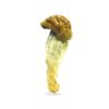 B+ Magic Mushrooms