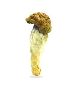 B+ Magic Mushrooms