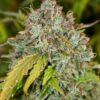 Skunk Auto-flowering Seeds