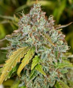 Skunk Auto-flowering Seeds