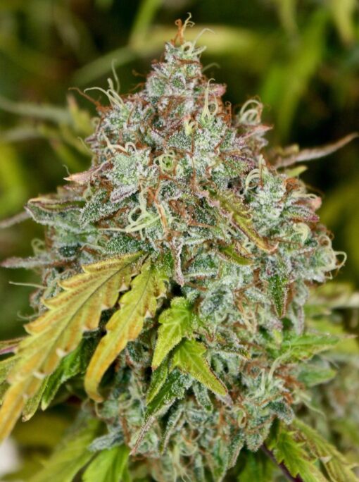 Skunk Auto-flowering Seeds