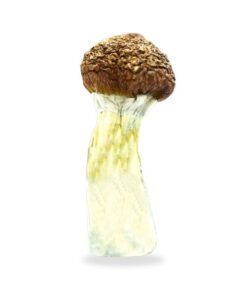 Big Mex Magic Mushrooms