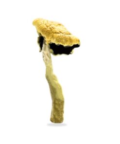 Blue Pulaski Magic Mushrooms