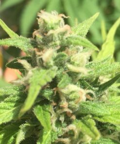 Cheese Autoflowering