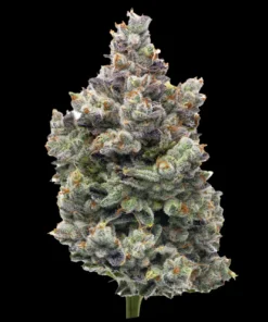 Buy MAC 1 Seeds Online in Massachusetts