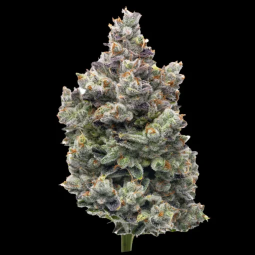 Buy MAC 1 Seeds Online in Massachusetts