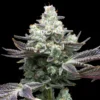 Buy MAC 1 Seeds Online in Massachusetts