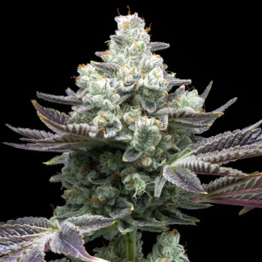 Buy MAC 1 Seeds Online in Massachusetts