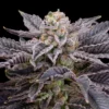 Buy RS11 Seeds Online in Massachusetts