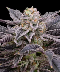 Buy RS11 Seeds Online in Massachusetts