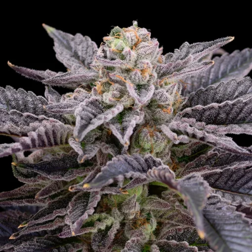 Buy RS11 Seeds Online in Massachusetts