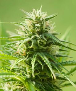 AK 47 Autoflowering