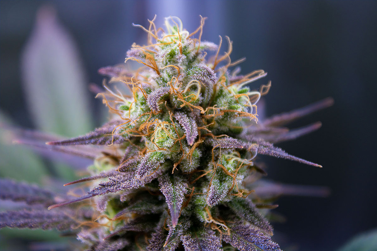 Flowering Weed Plant – Flowering Cannabis Plants and What to Consider