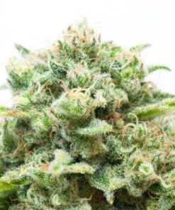 Diesel Autoflowering