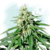 Jack Herer Autoflowering