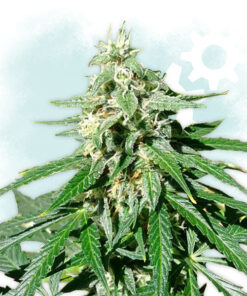 Jack Herer Autoflowering
