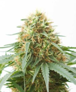 Northern Light Autoflowering