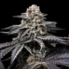 Obama Runtz Seeds