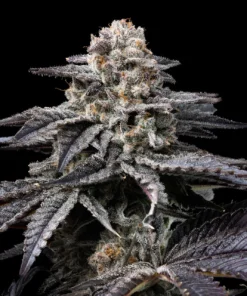 Obama Runtz Seeds