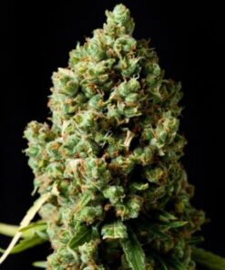 Buy Pineapple Express Autoflowering Online in Massachusetts