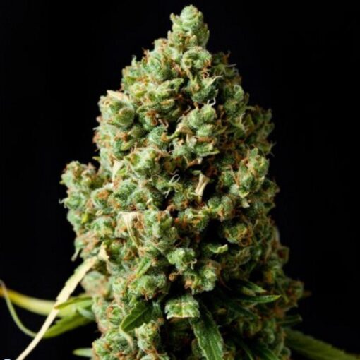 Buy Pineapple Express Autoflowering Online in Massachusetts