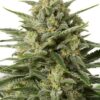 White Widow Auto-flowering Seeds