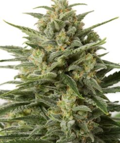 White Widow Auto-flowering Seeds