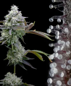 Buy Zoap Seeds Online in Massachusetts