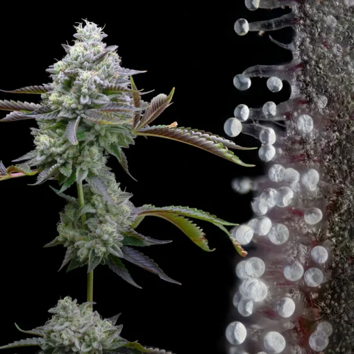 Buy Zoap Seeds Online in Massachusetts