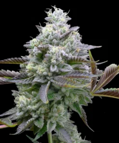 Buy Zoap Seeds Online in Massachusetts